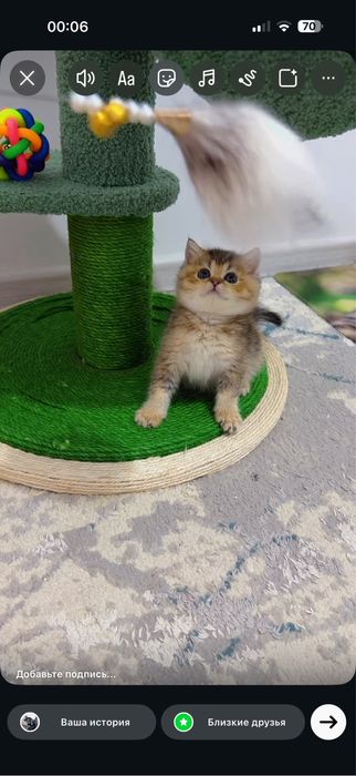 Мушук зотли котята