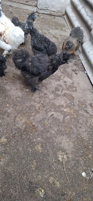 Vând cocos matase japoneza negru tanar