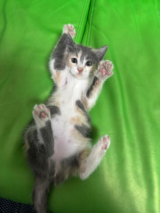 Котенок бесплатно