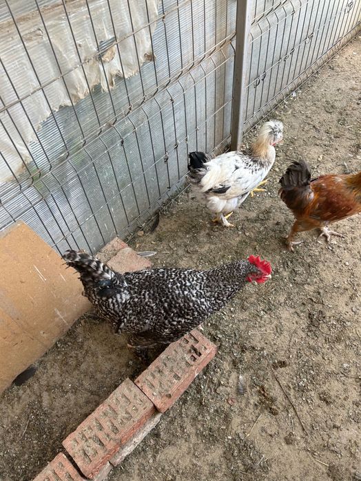 Cocoși de anul acesta de vanzare