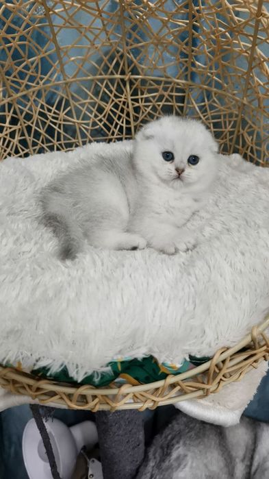 Скотиш фолд серебристая шиншилла