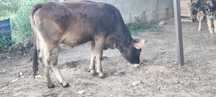 Junca Bruna de Maramures