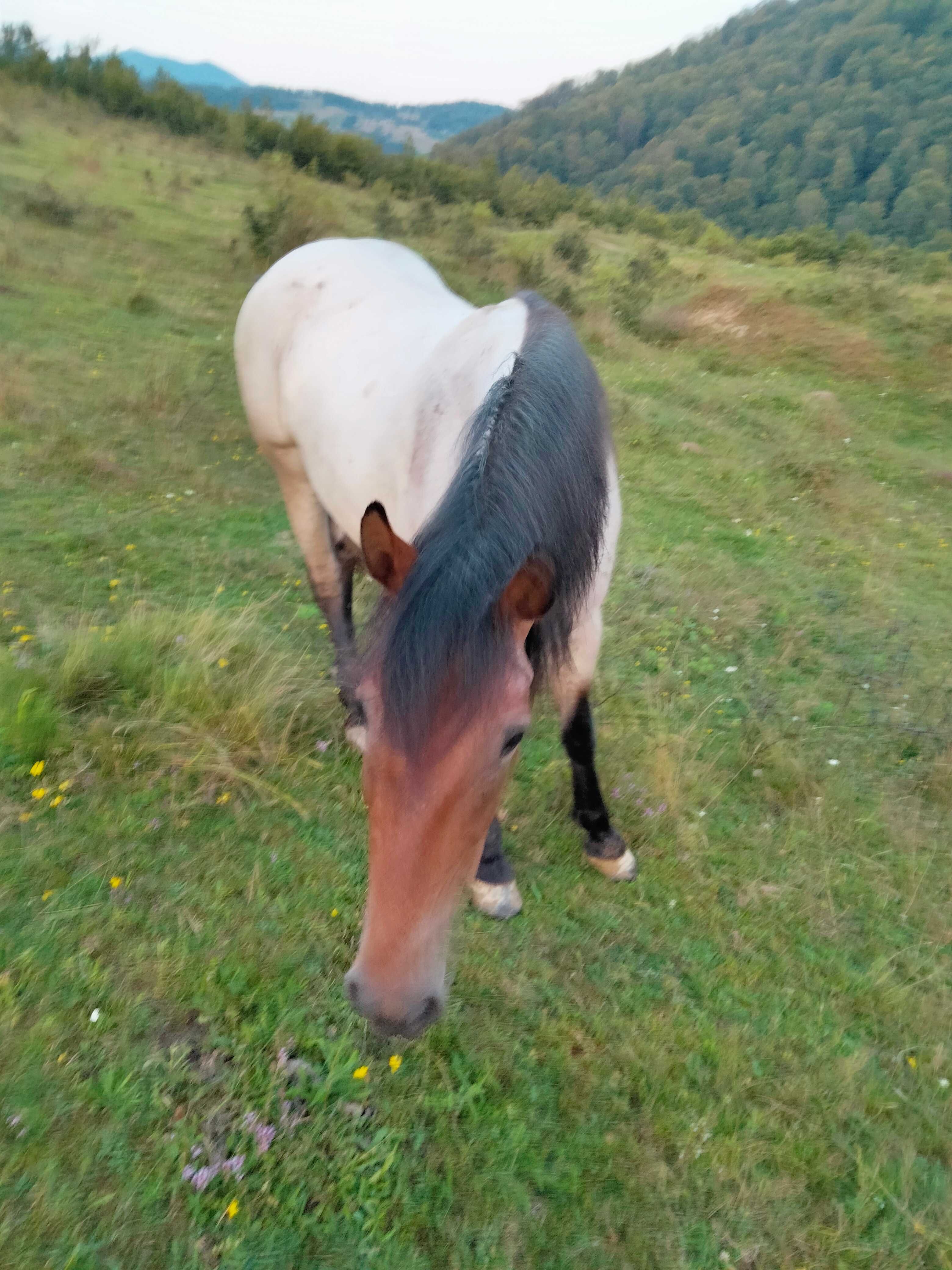 Vând iapa de 4 ani