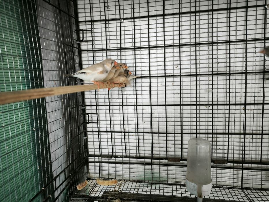 Зеброви амадини млади и работещи