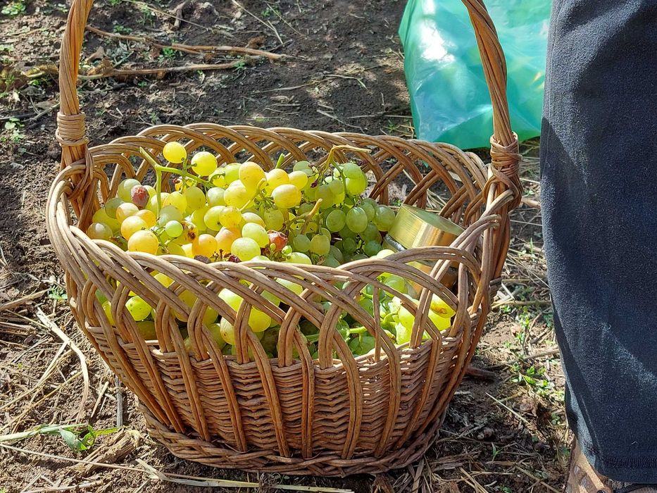 Struguri pentru vin ş1i țuica feteasca regala/şasla