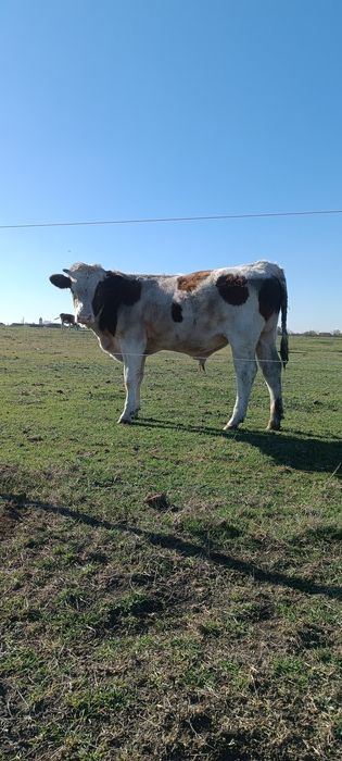 Vând viței de tăiat 20kg