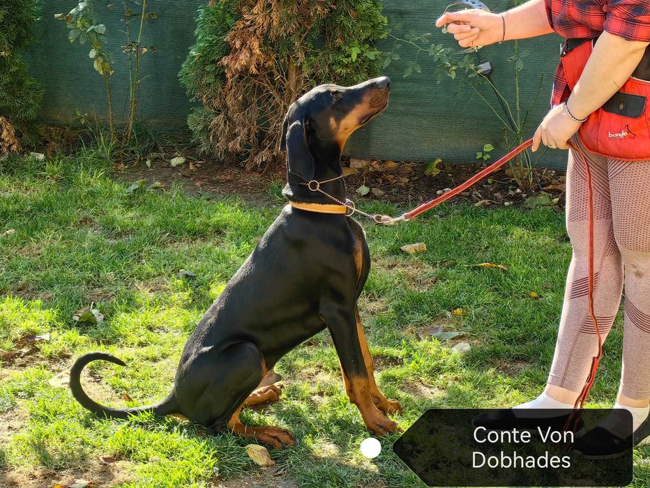 Cățeii Doberman cu pedigree tip A - FCI