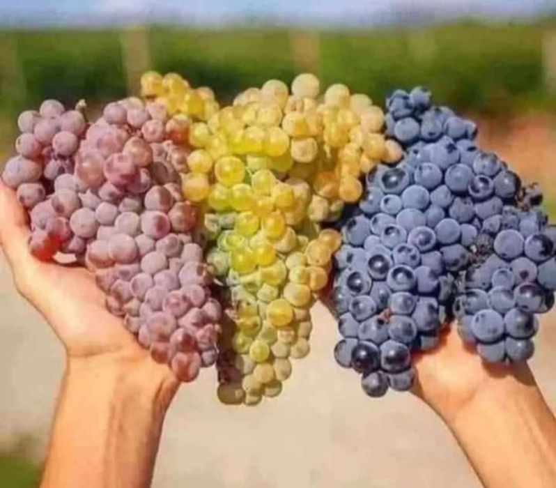 Struguri de vin