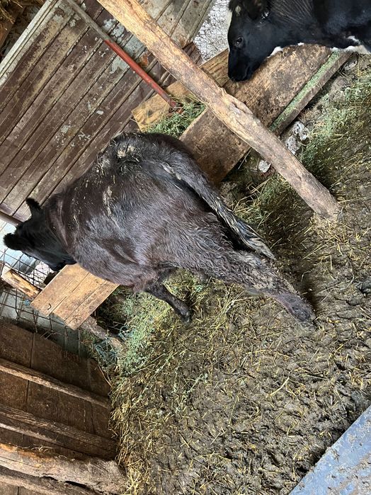 Vând 5 viței rasa holstaine și Angus