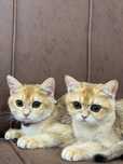 Shinshilla ny 12