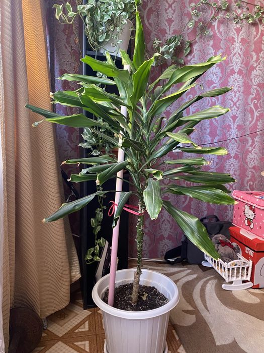 Комнатый & цветок&