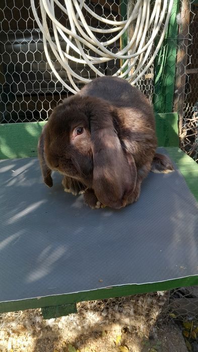 Iepuri de rase diferite