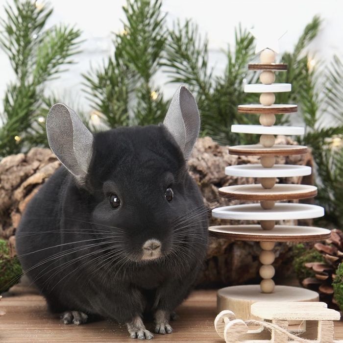 Pui de chinchilla cincilea chinchila cincilea - cadou