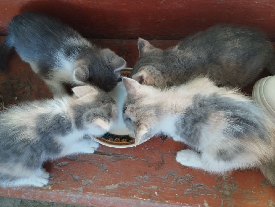 Отдам котят в добрые руки