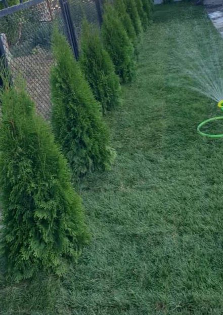 Vând plante ornamentale