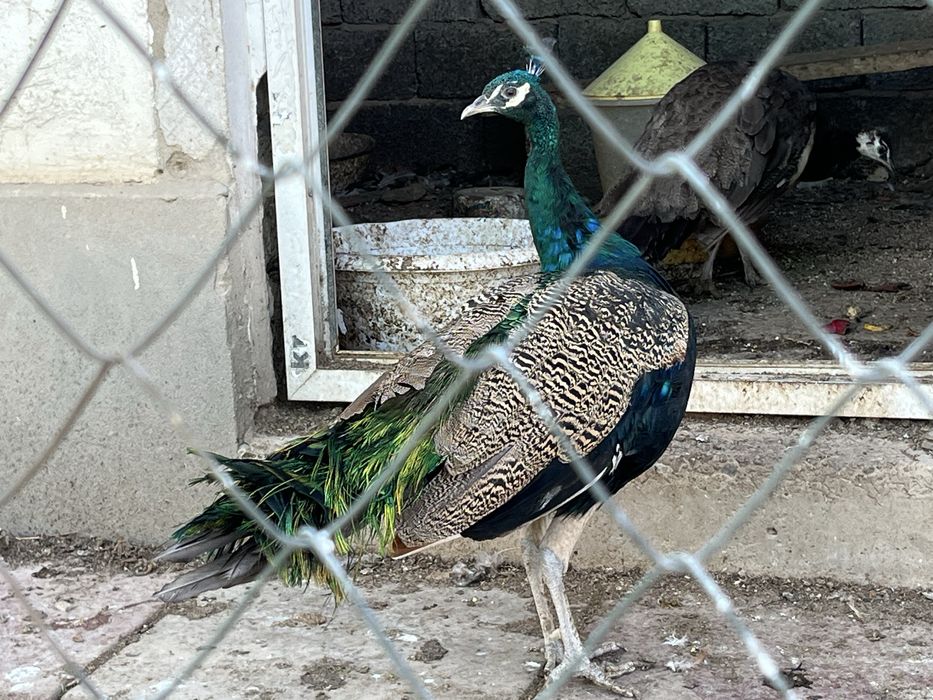 Павлины животные