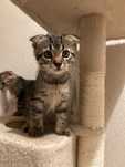 Шотландски клепоухи котета