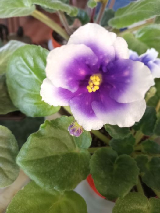 Фиалочки для дома