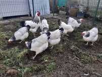 Gaini rasa Sussex HD herminat deschis varsta 2 ani