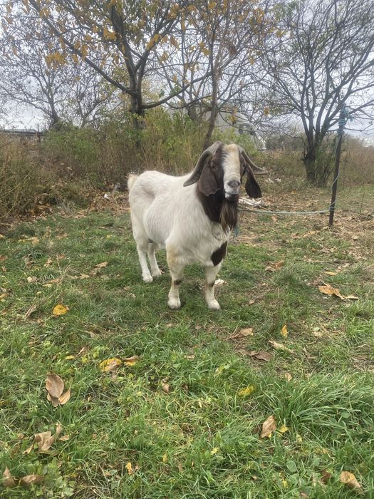 Vand tap boer cu origine import