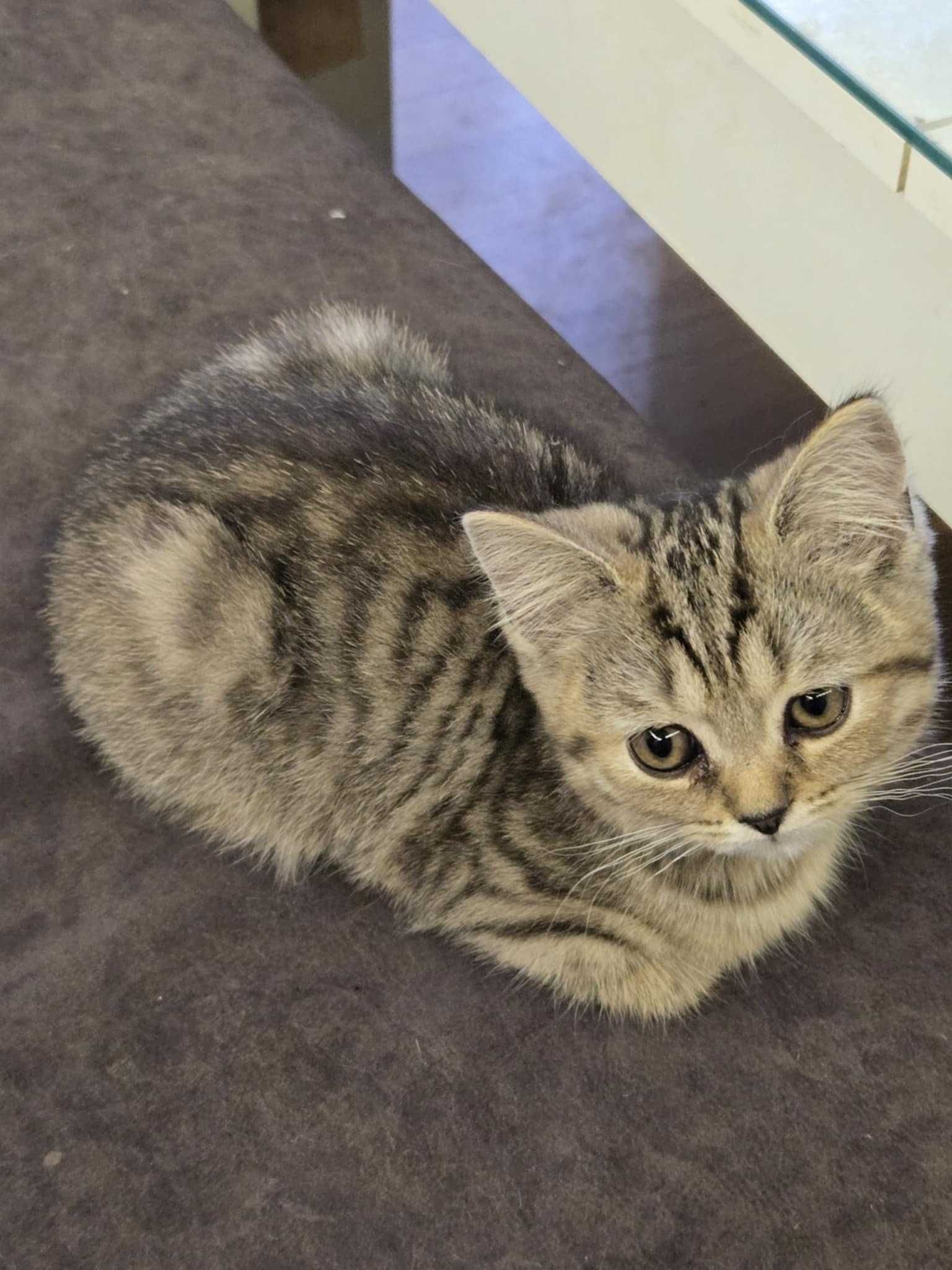 Британска котка,Британски котета