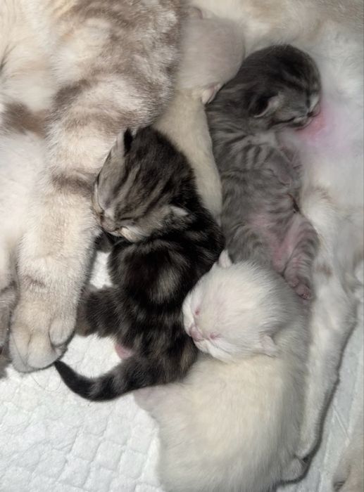 Чистокровные шотландские котята БРОНЬ