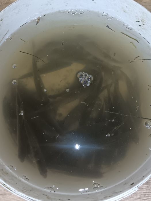 Малёк живец   плотва елец карась в наличии