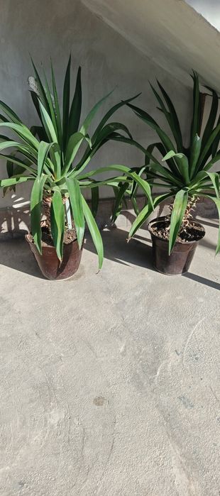 Цветы комнатные на горшках