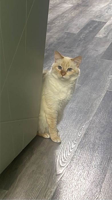 Отдам бесплатно кота