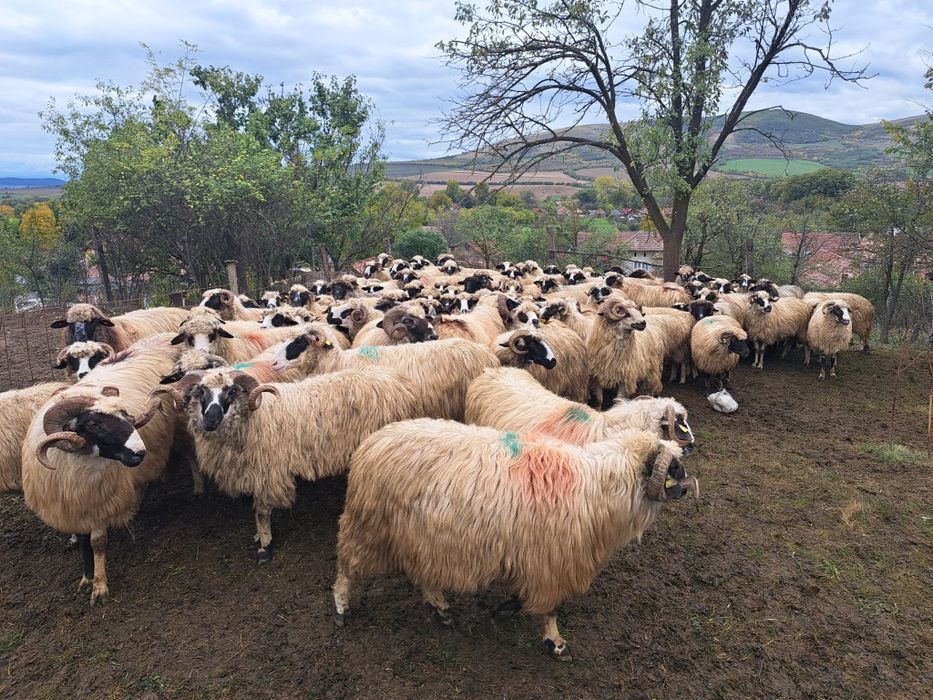 Turma de oi de vânzare sau schimb cu vaci de lapte
