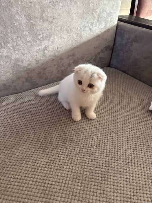 Отдам котенка мальчик лоток знает