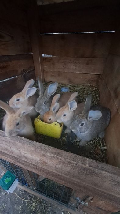 De vanzare o femela berbec si 9 pui de doua luni 3 femele si 6 masculi