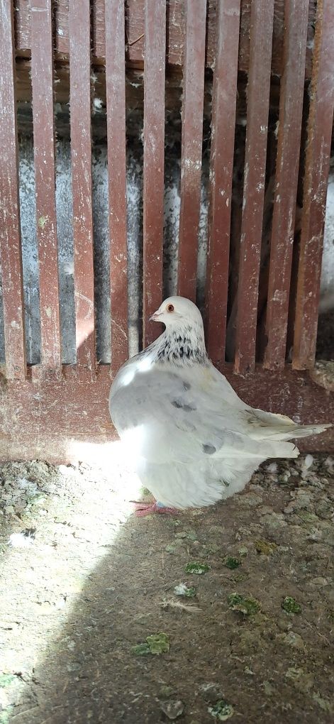 Porumbei texani linie noua