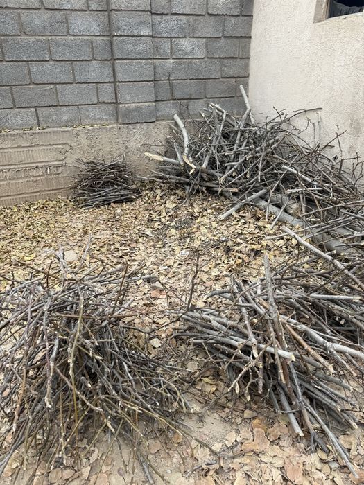 Отын жиде ағашы и жаңғақ ағашы