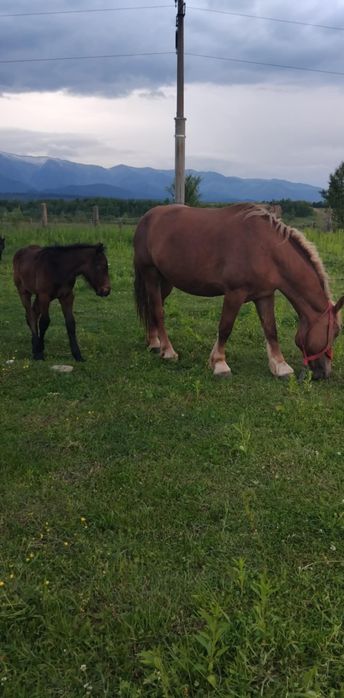 Mânze,Iepe fătate și gestante de vânzare