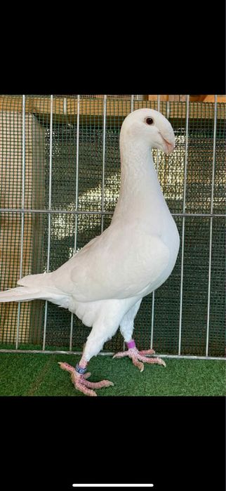 Voiajori germani albi