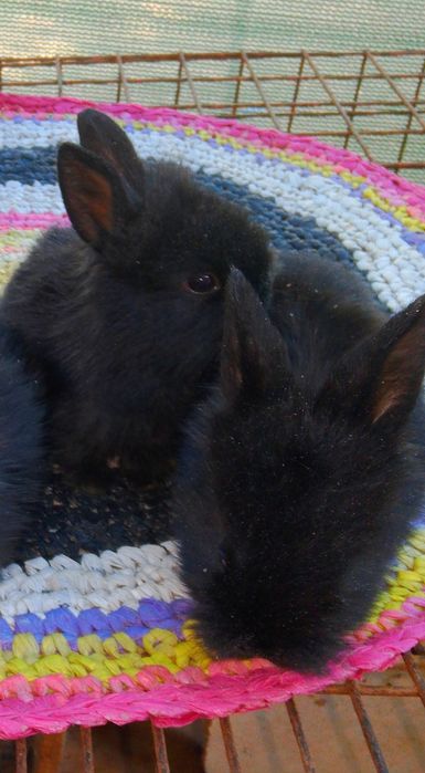 Karlik baran quyon bollar