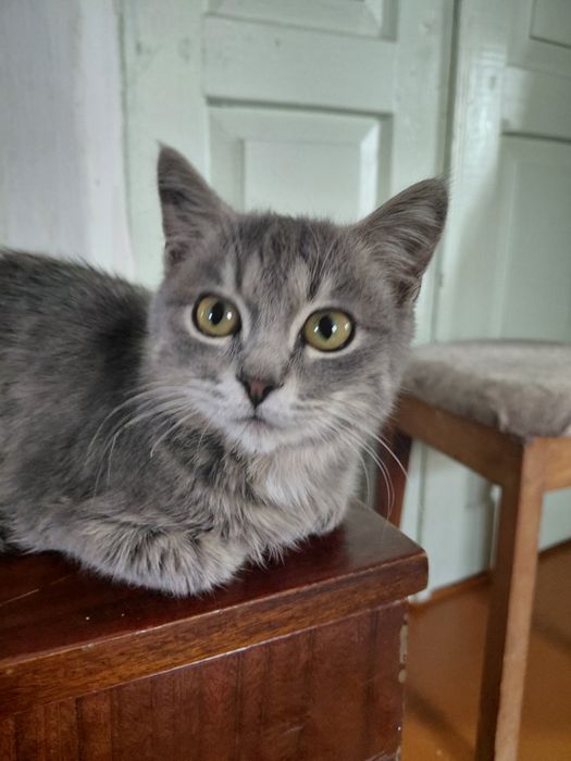 Отдам котёнка в хорошие и надёжные руки