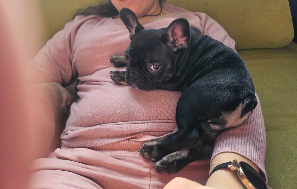 Френски будлог (френчи)