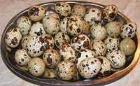 vand oua de prepelita pentru consum si incubat + furaje