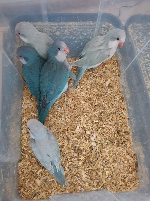 papagali calugar/nimfa/amorezi/agapornis