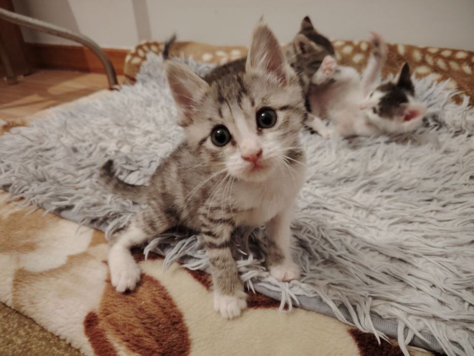 Котята в доьрые руки