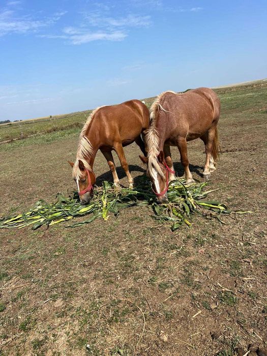 Vând sau schimb două mânze.