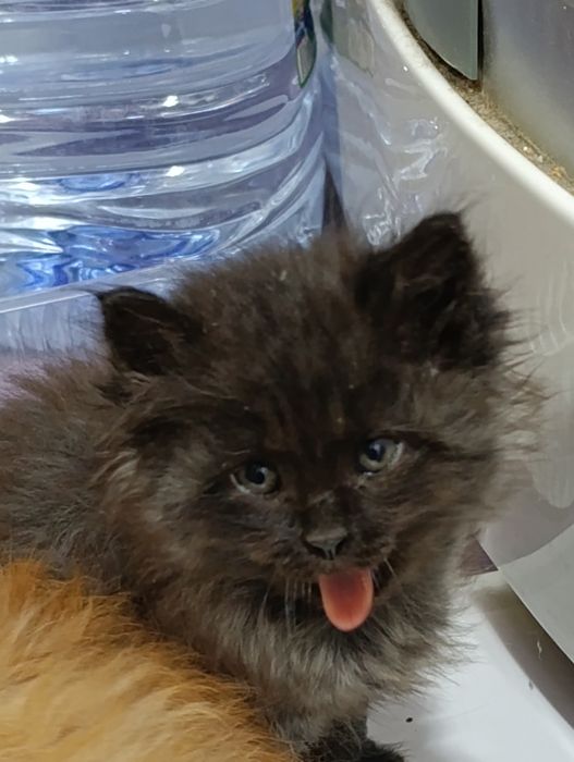 Домашние котята возраст 1 месяц