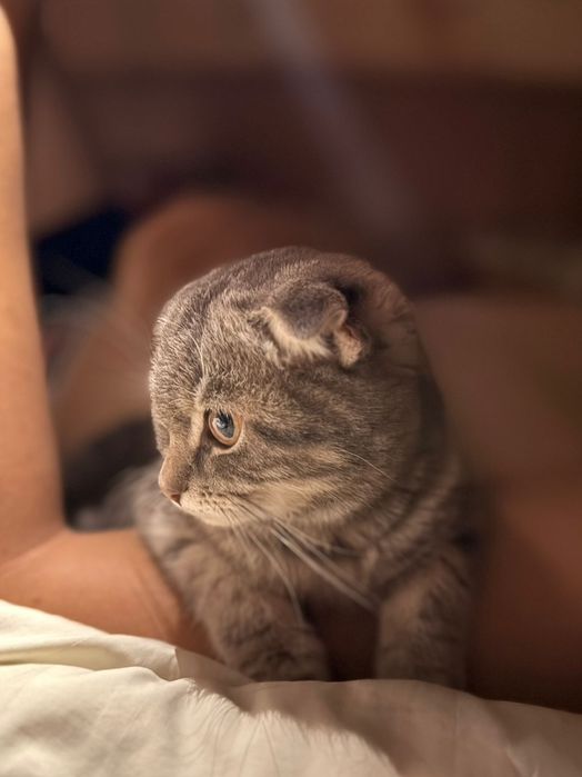 Вислоухий кот 1шт