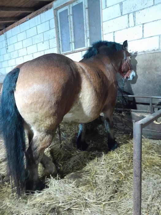 De vanzare iapa de 5 ani cu mânză de 6 luni