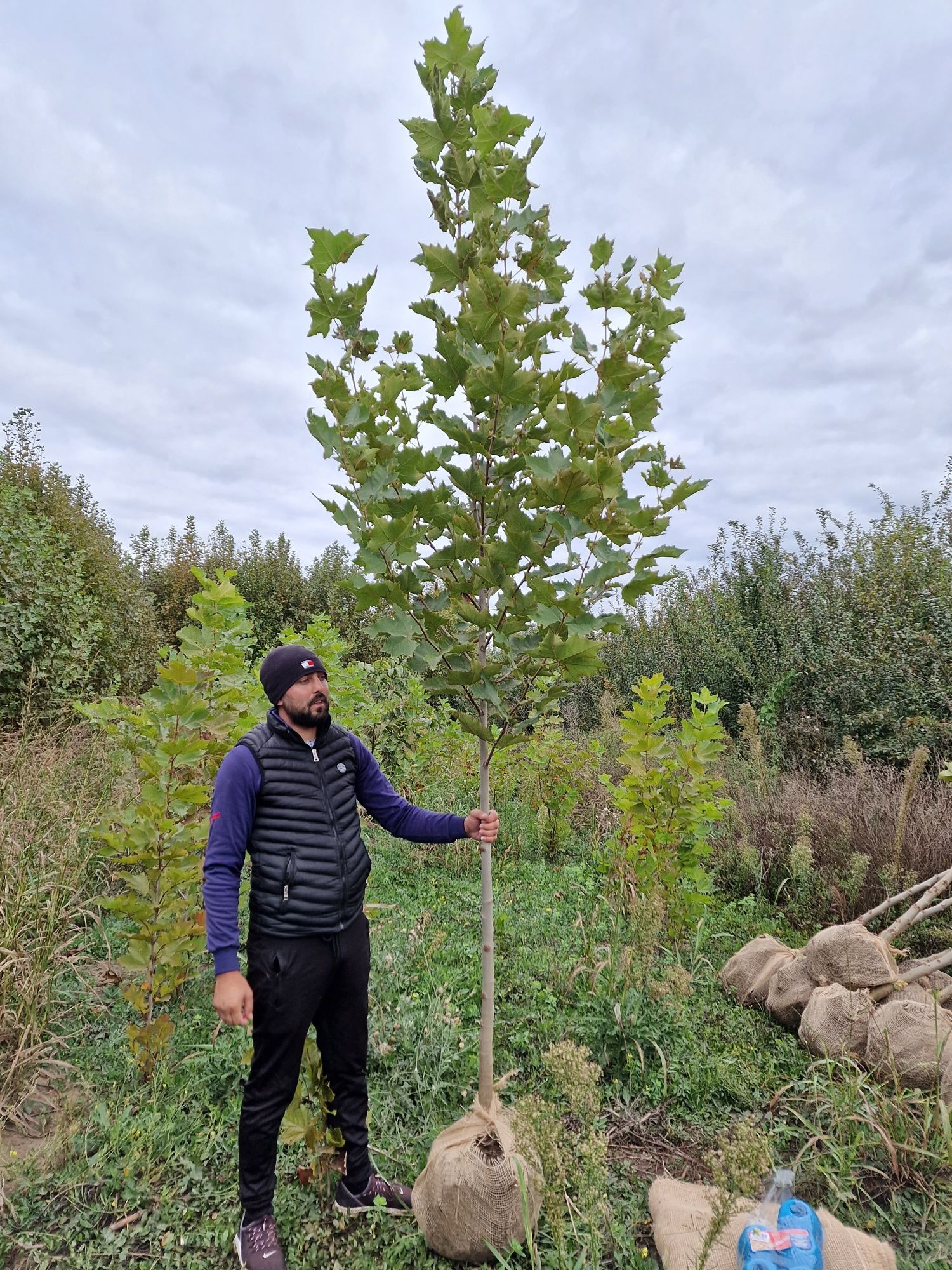 Platan 3 - 4m, copaci, tei  mesteacăn,  catalpa etc