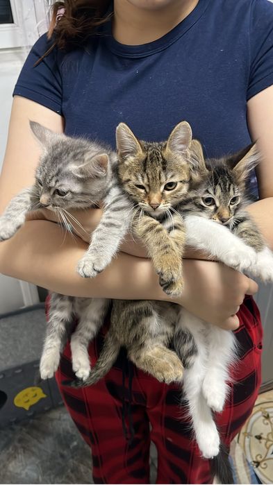 Котятя ищут дом!!!