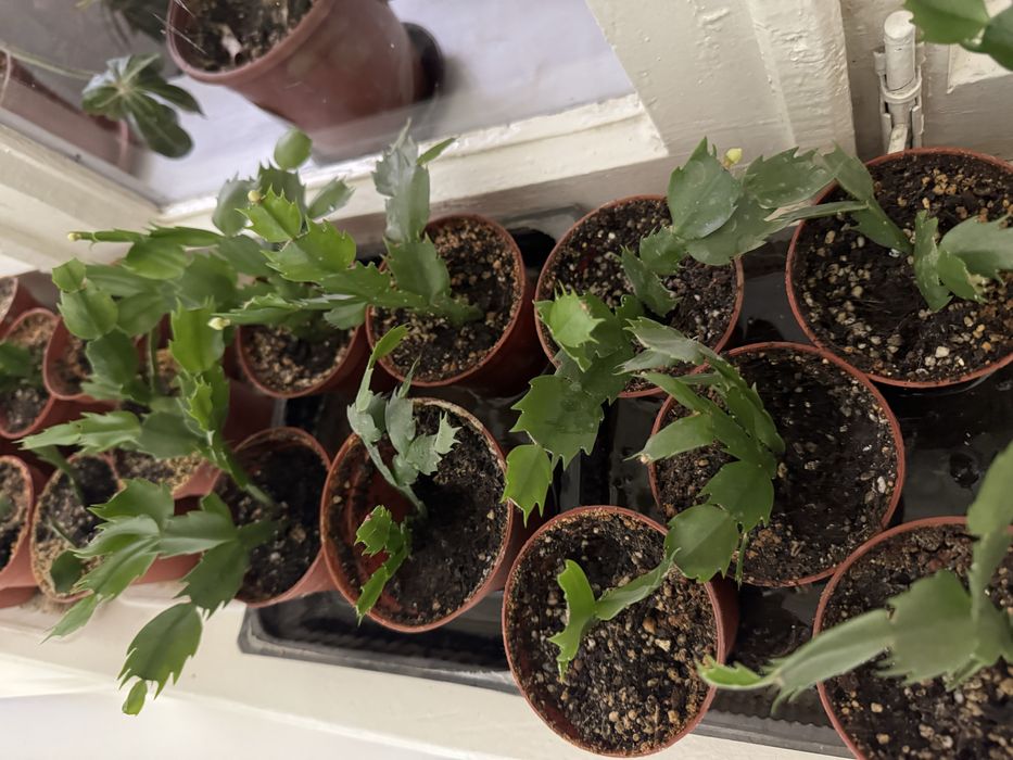 Шлюмбергер (декабристы)