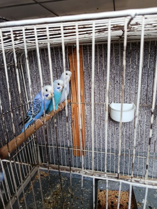 Продается птенцы волнистых попугаев